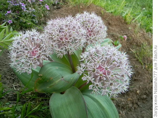 Аллиум caeruleum фото и описание