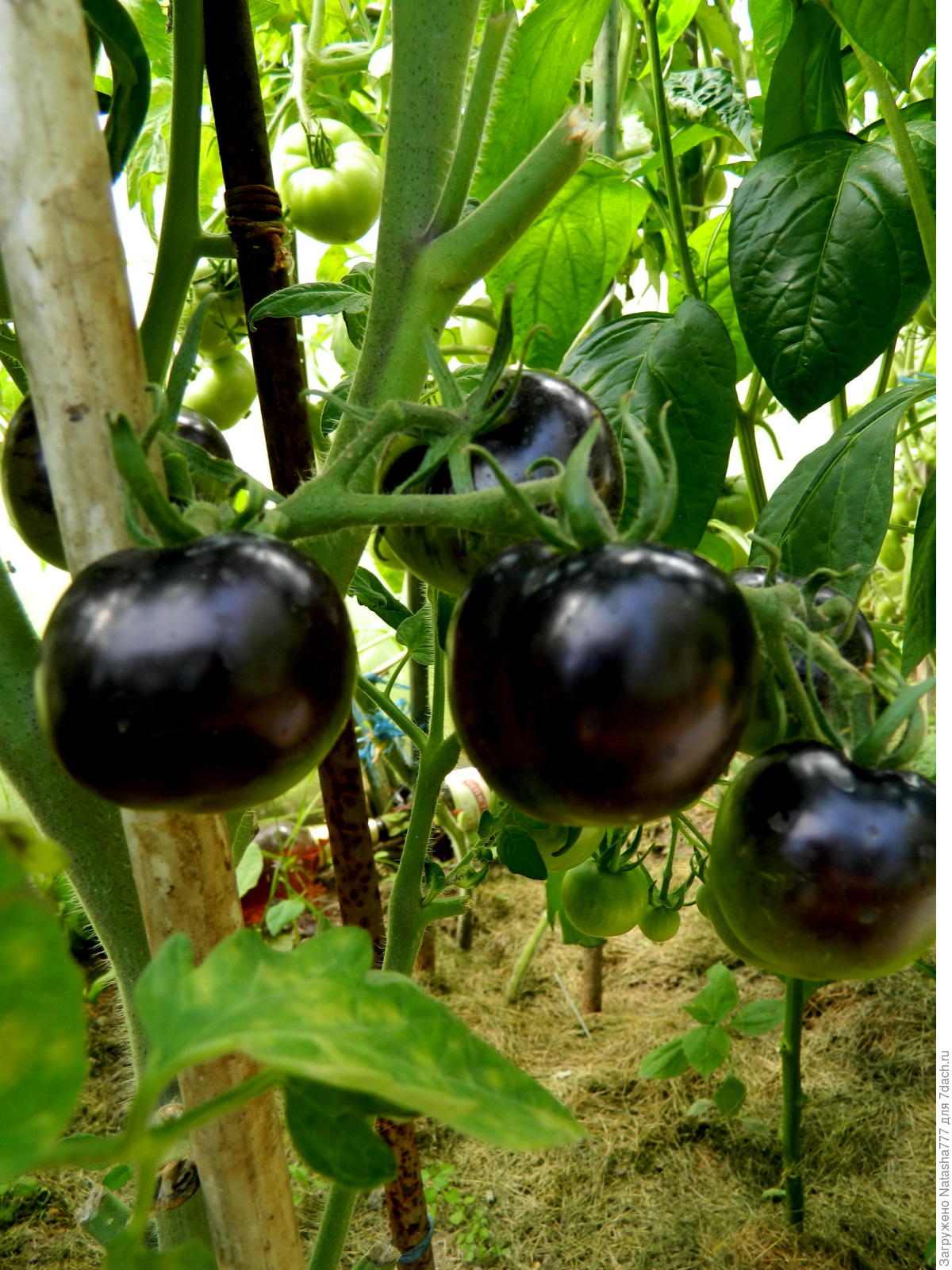 Алая гроздь томат описание и фото