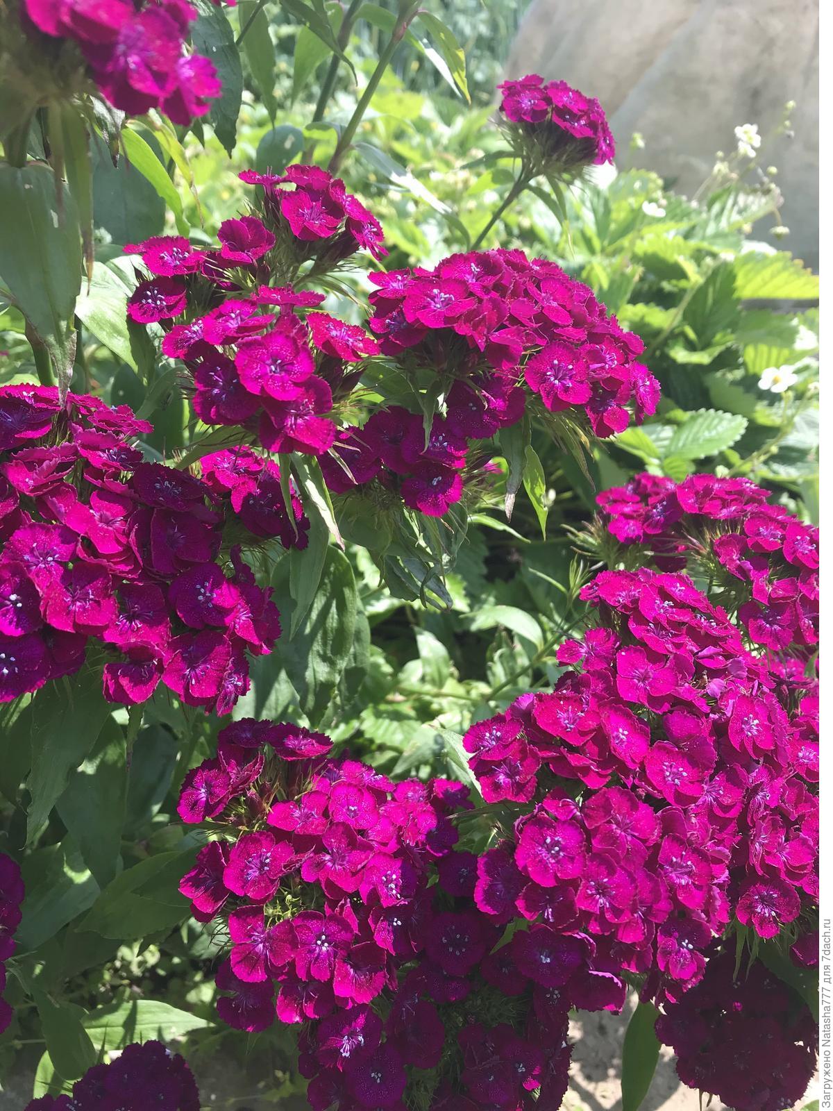 Турецкая гвоздика: выращивание из семян, уход, сорта, фото