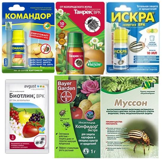 Химические препараты для борьбы с насекомыми-вредителями | Fit.ru