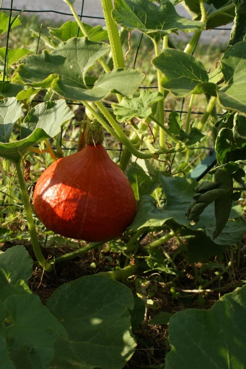 Потимарон - каштановая тыква. Выращивание из семян, описание сорта. Фото