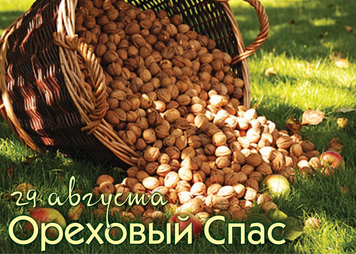 Собирают спелые орехи. Ореховый спас. Лесная корзинка с орешками. Сбор орехов. Лесной орех.