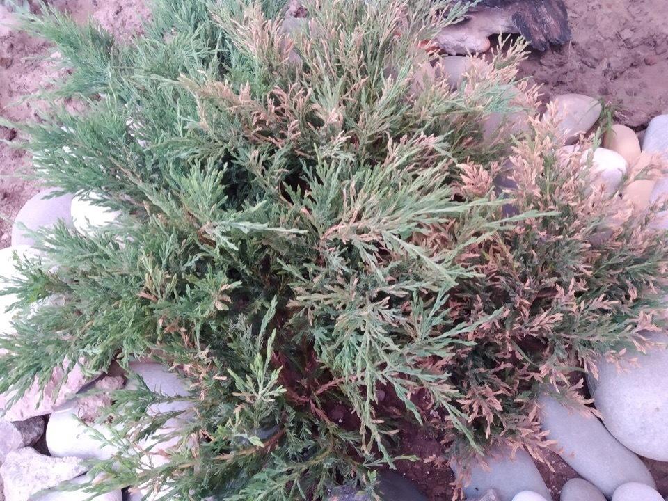 можжевельник в азии 4 буквы. можжевельник тяньшанский. можжевельник виргинский шишки. арча – можжевельник туркменский( juniperus excelsa ). можжевельник блю свид.