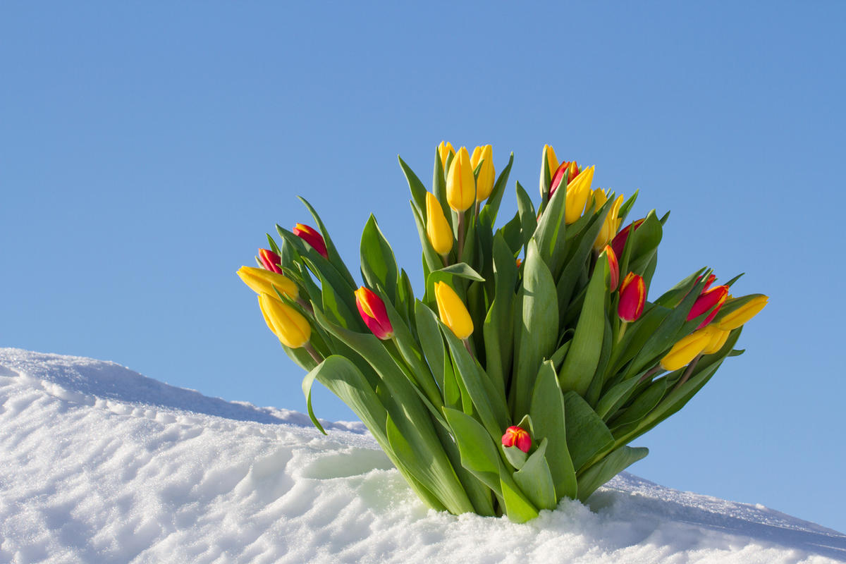 Тюльпаны в валенках на снегу