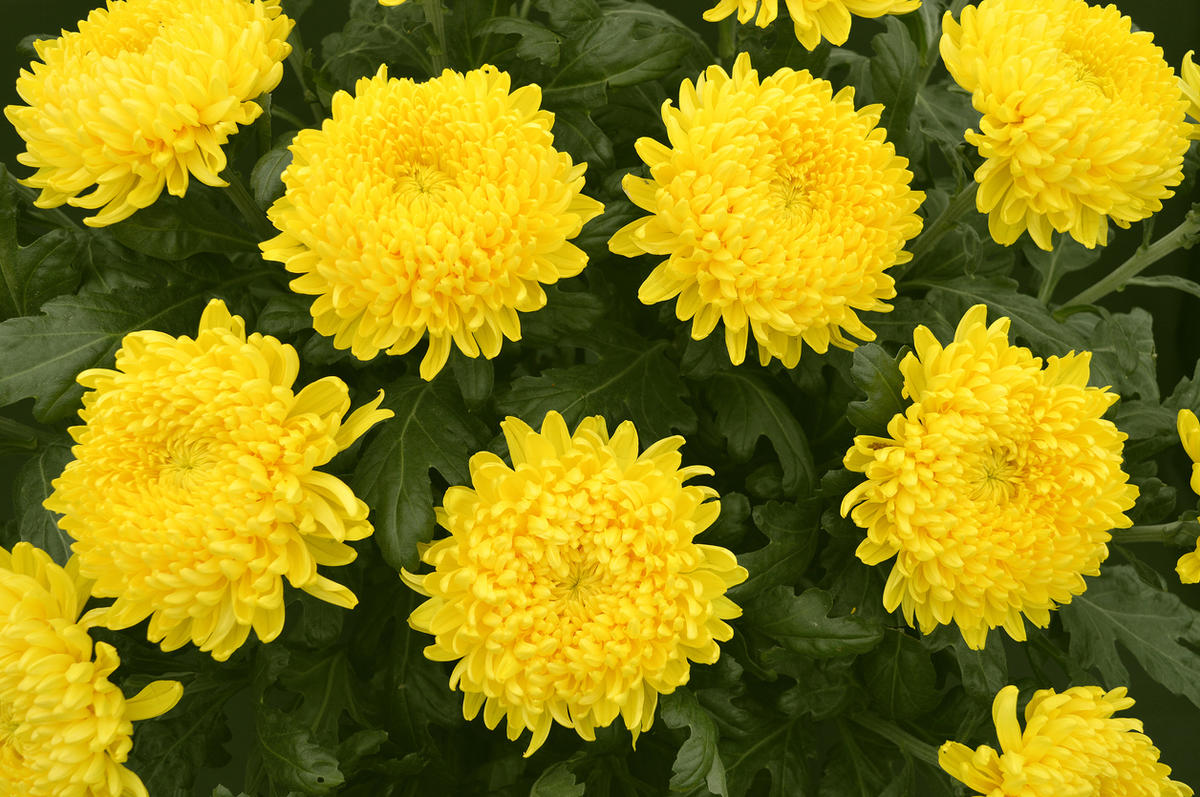 Хризантемы