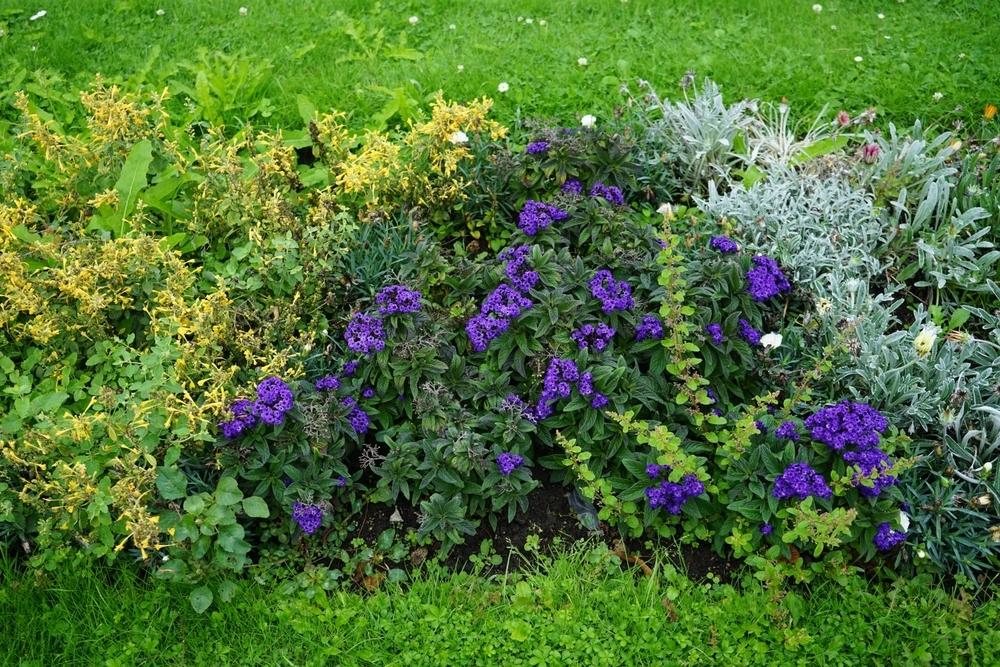 Однолетники, цветущие синими цветами. Синие цветы