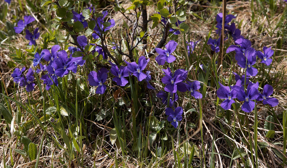 Фиалка алтайская фото