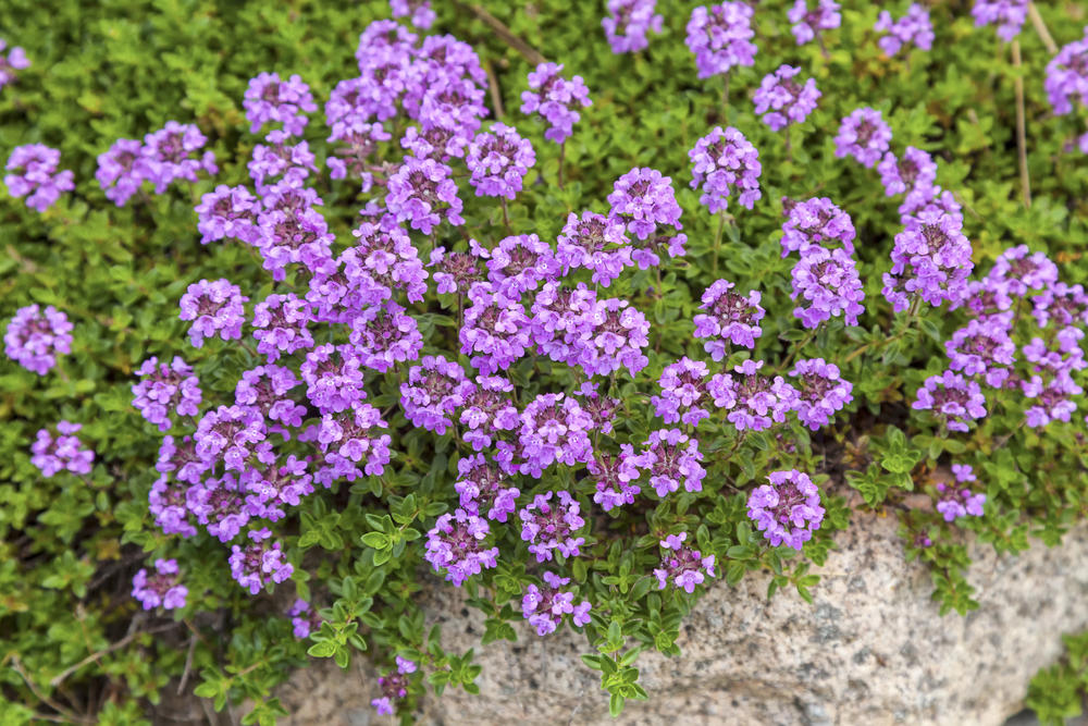 Thymus serpyllum