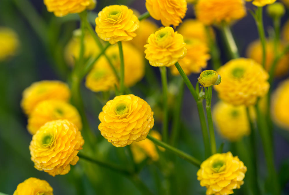 Сорт лютика Flore pleno Сорт лютика Flore pleno