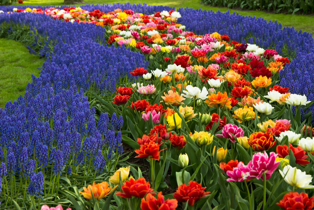 Картины ван гога в эрмитаже. Какие цветы изображены. Какие цветы изображены. Какие цветы изображены. Цветы разных цветов.