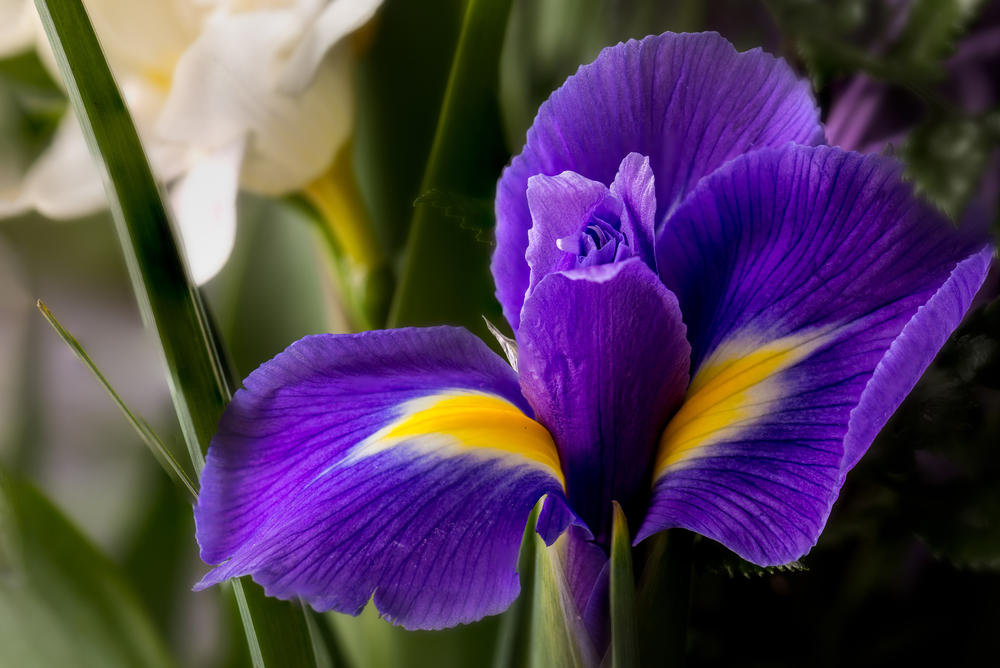 Iris фото радужки