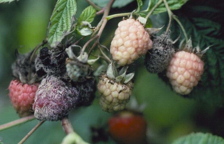 Fungal and Fungal-like Diseases of Plants Ohioline