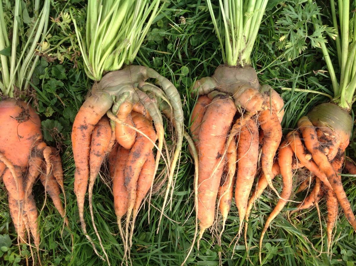 Сколько растет морковь. Самовыкапывающаяся морковь сорт. Морковь на грядке. Корнеплод моркови. Рогатая морковь.