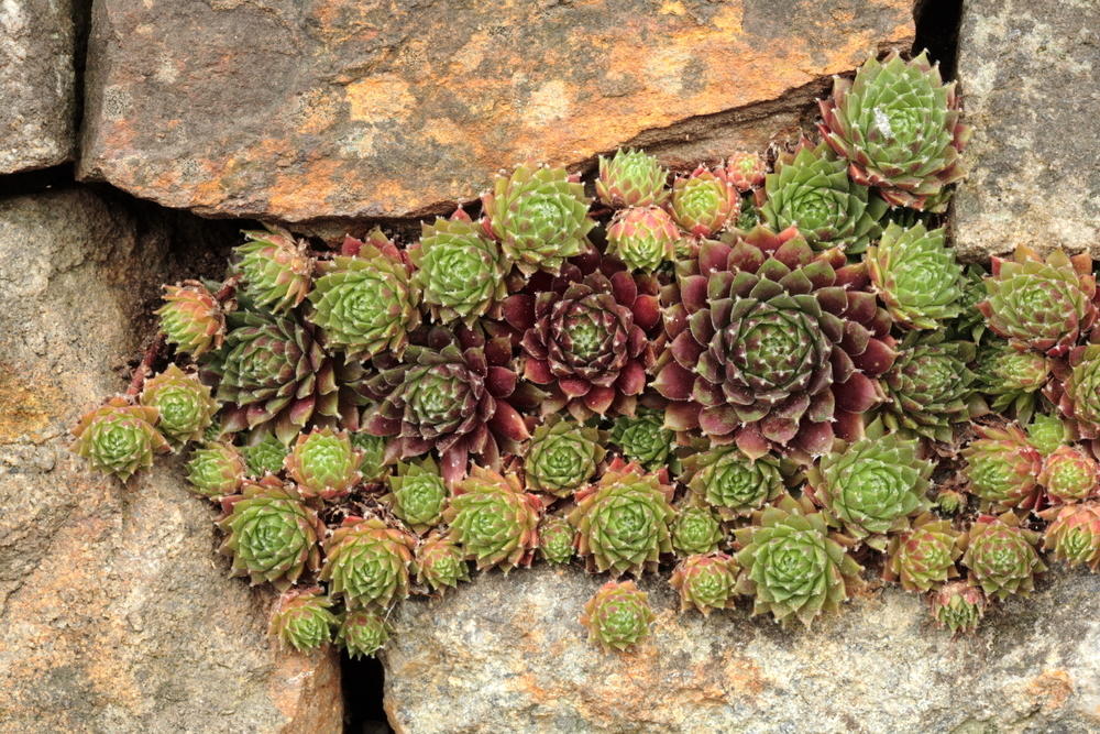 Молодило выращивание. Молодило (Sempervivum). Суккуленты молодило семпервивум. Альпийская живучка Sempervivum. Каменный цветок молодило.