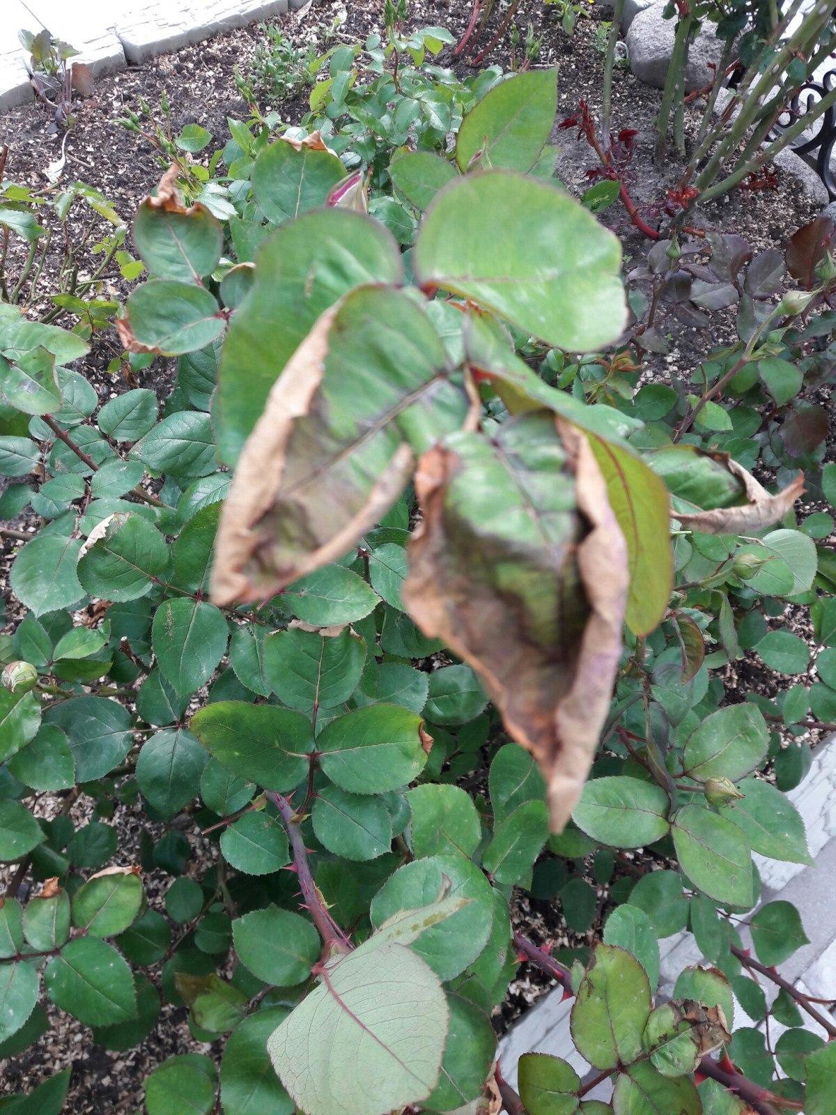 Листья гортензии сохнут по краям