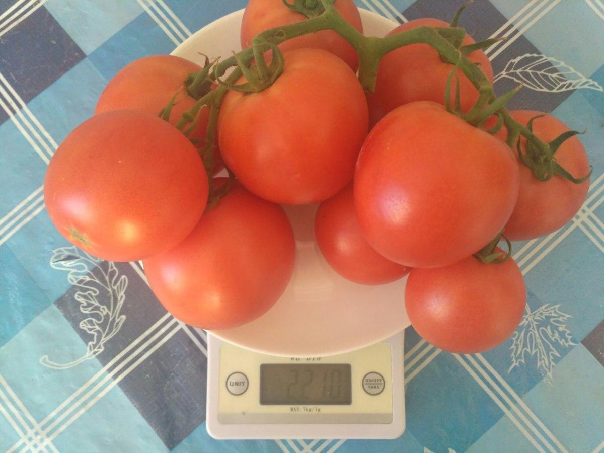 томаты малиновое чудо отзывы фото