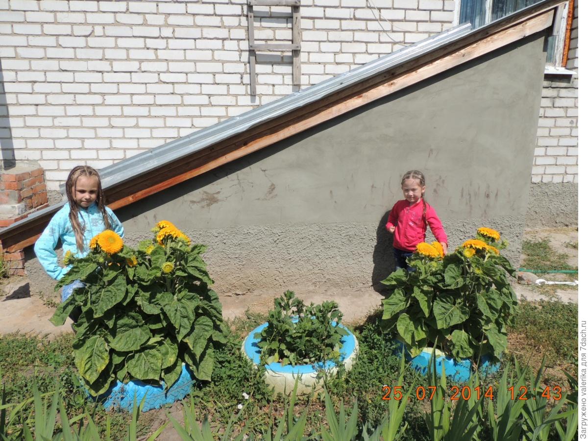 Клумба из подсолнуха Медвежонок