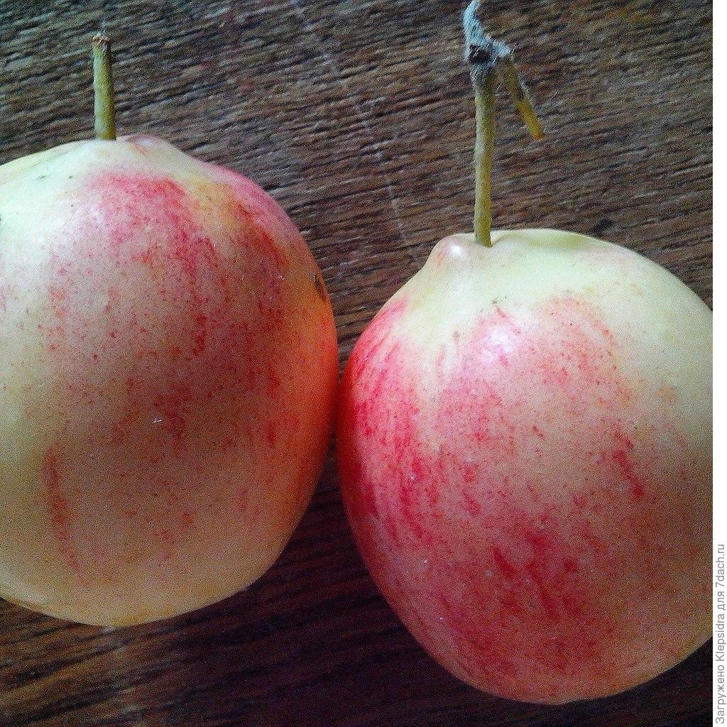 Влияет ли сорт яблок на скорость засушивания. Яблоня летнее полосатое. Яблоко апрельское. Сорт яблоко с выпуклостью у ножки. Чблоки экранное фото.
