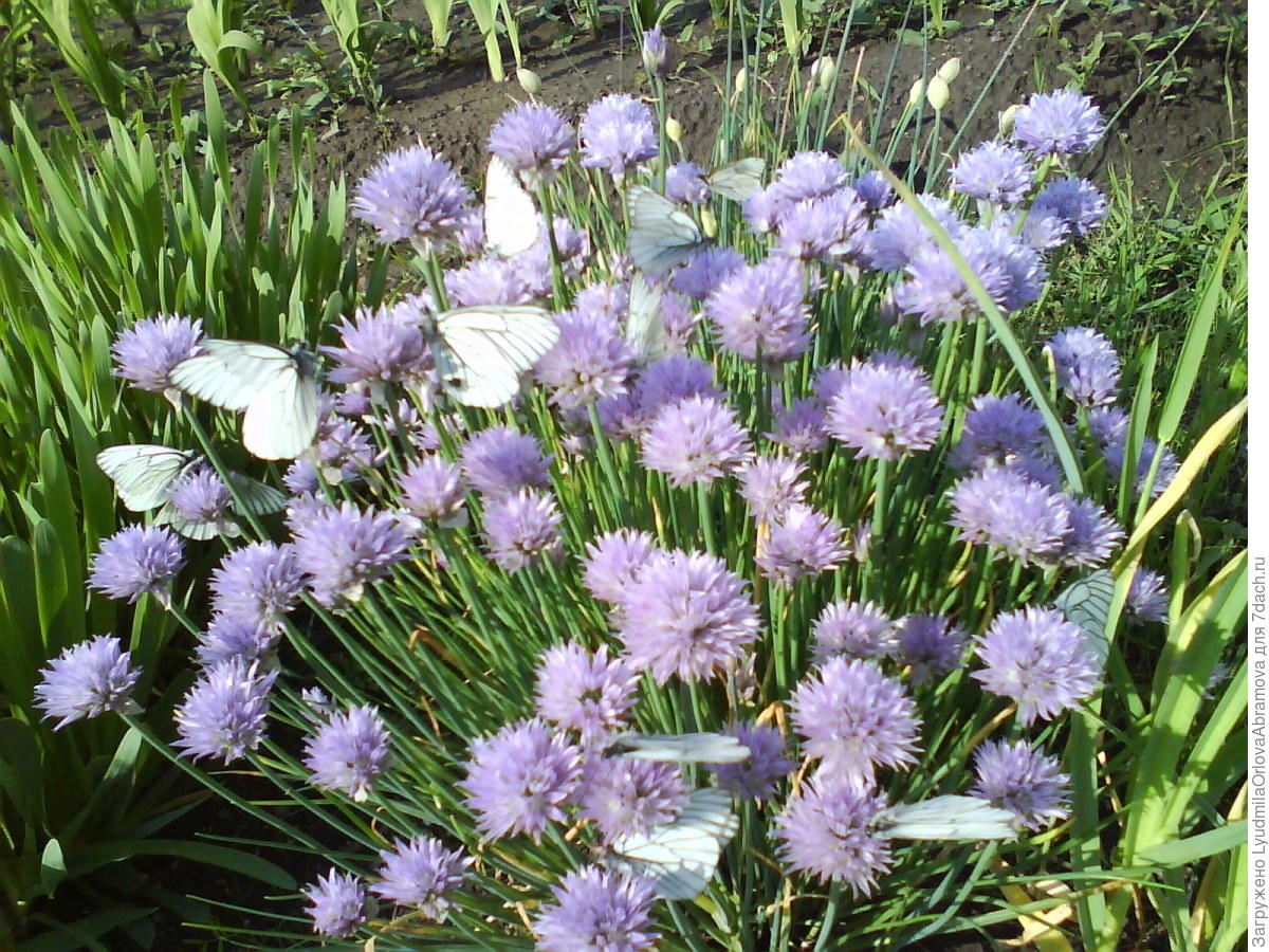 Бордюры для клумб и грядок: из разных материалов и живые. Идеи и фото