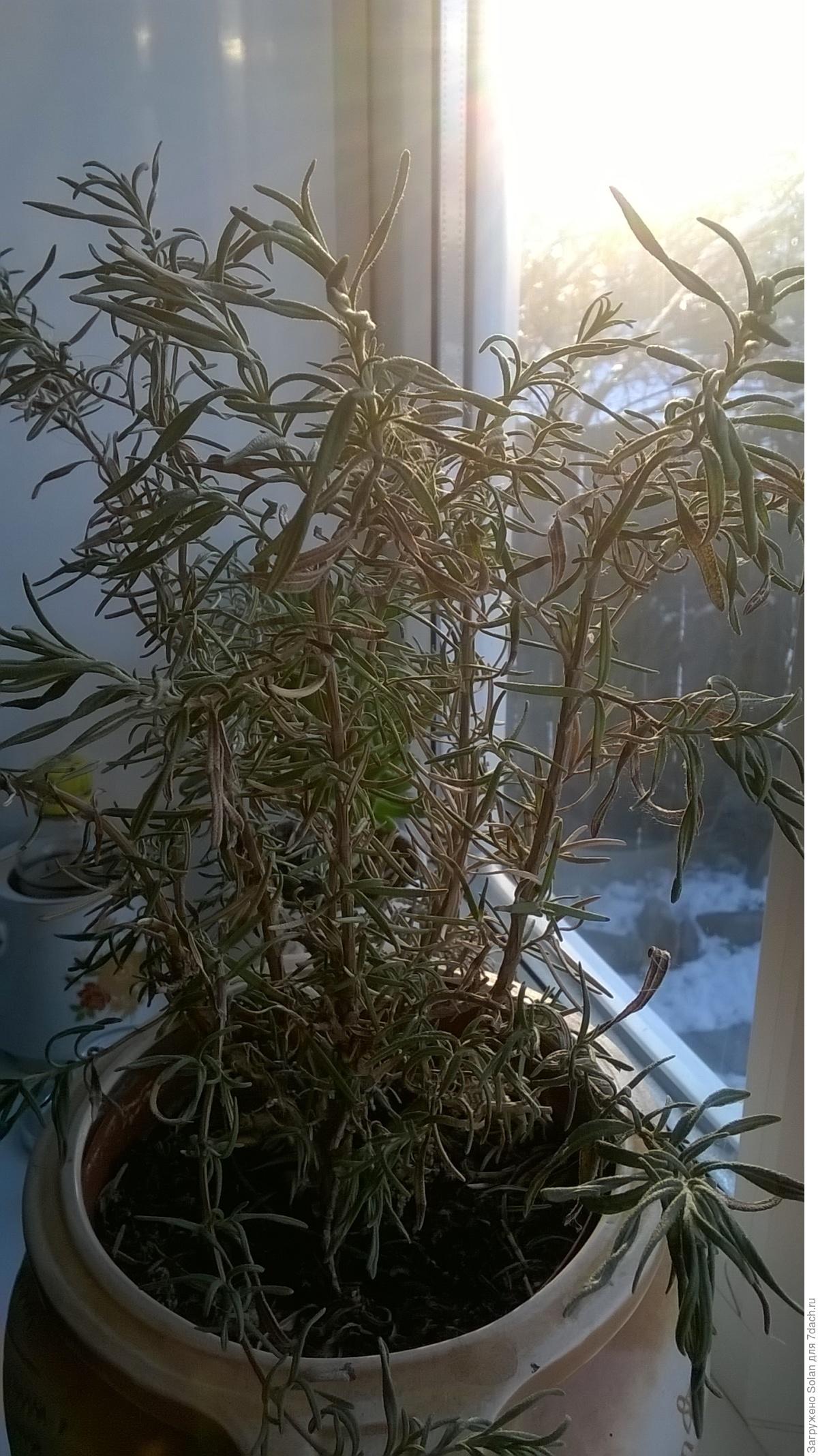 Листья розмарина. Розмарин высохший. Сохнут листья розмарина. Сохнут листья розмарина. Сохнут листья розмарина.