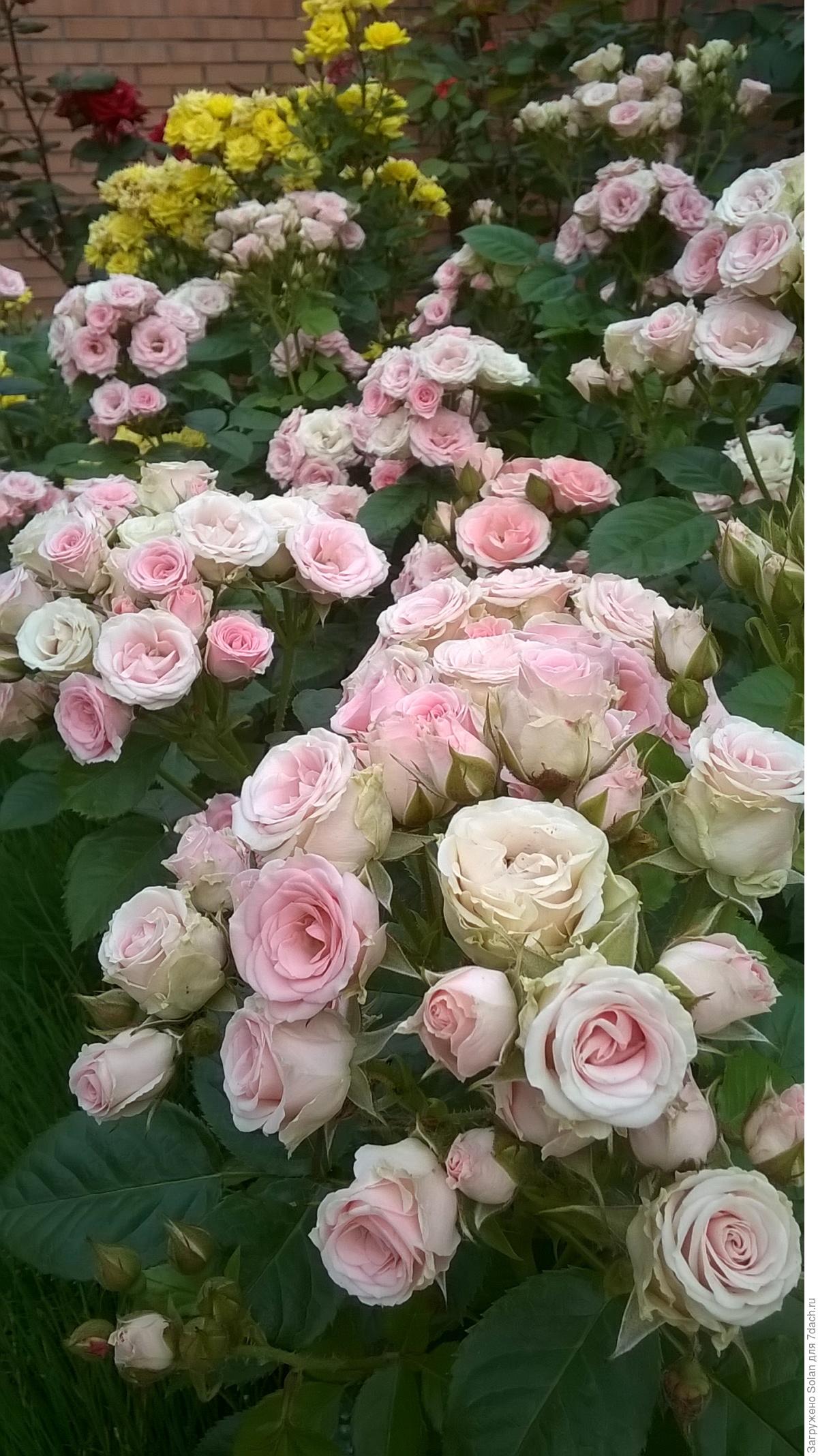 Роза Садовая полиантовая