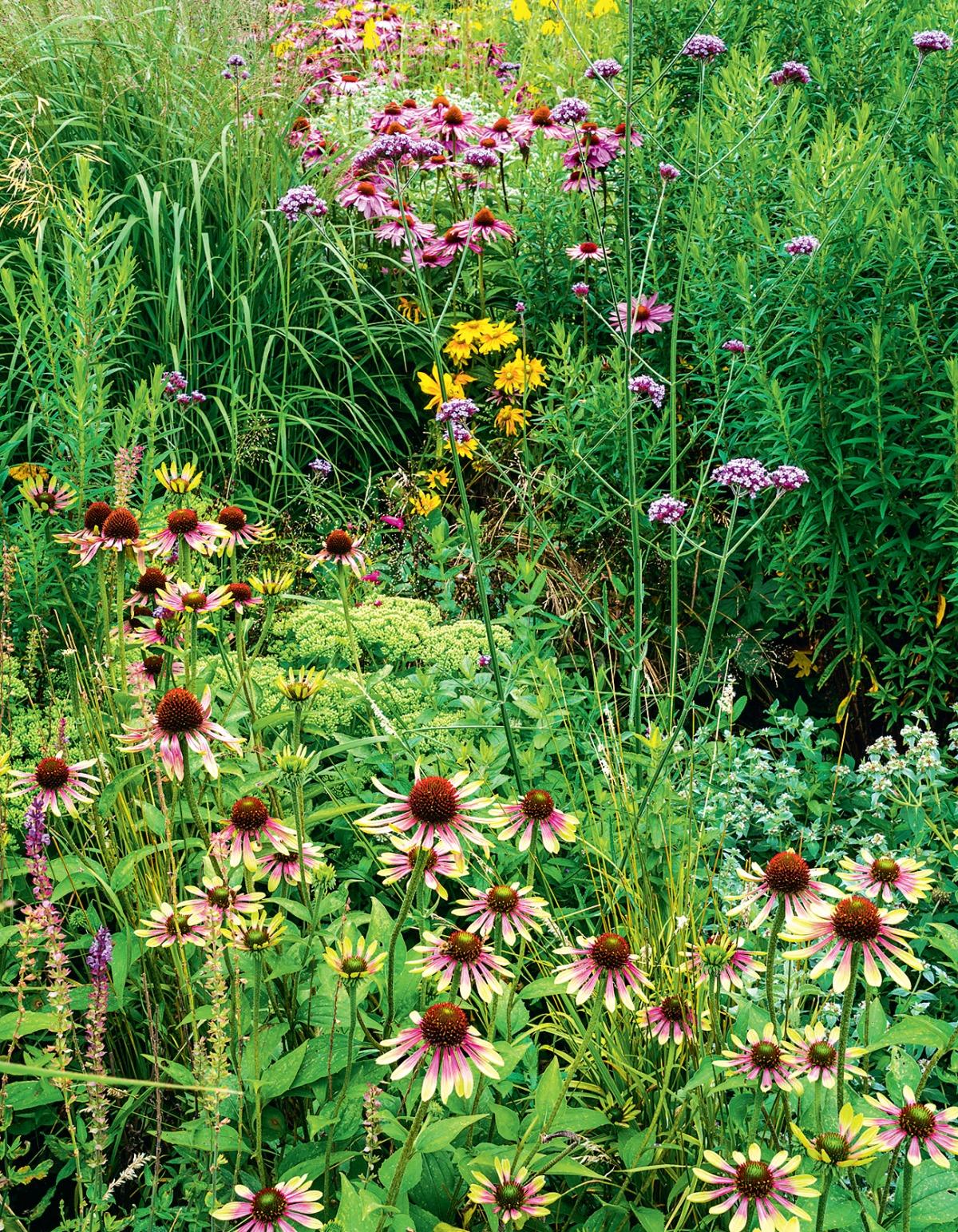 Эхинацея — модный лекарь