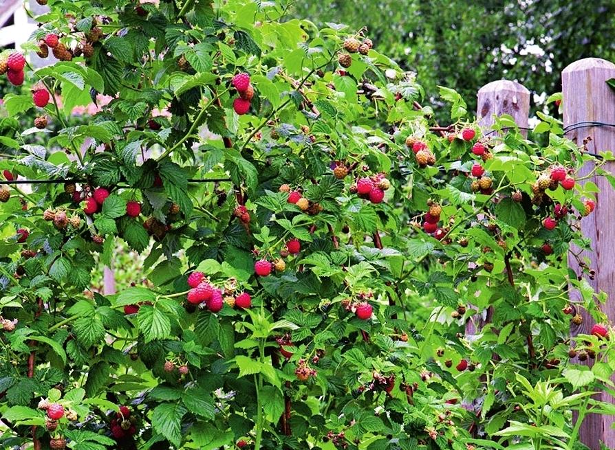 Малиновые участок. Посадка малины Rubus. Малина куст. Малинник многолетник. Пергала малинник.