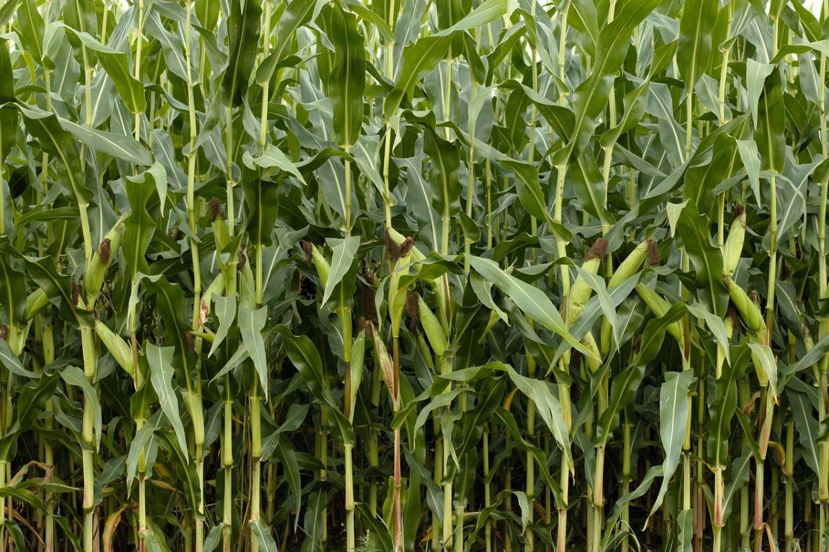 Схема посадки сладкой кукурузы в открытый грунт