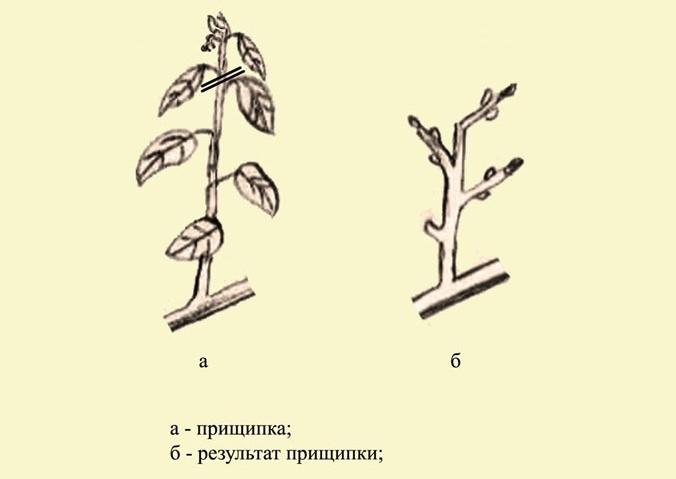 Точки массы калина