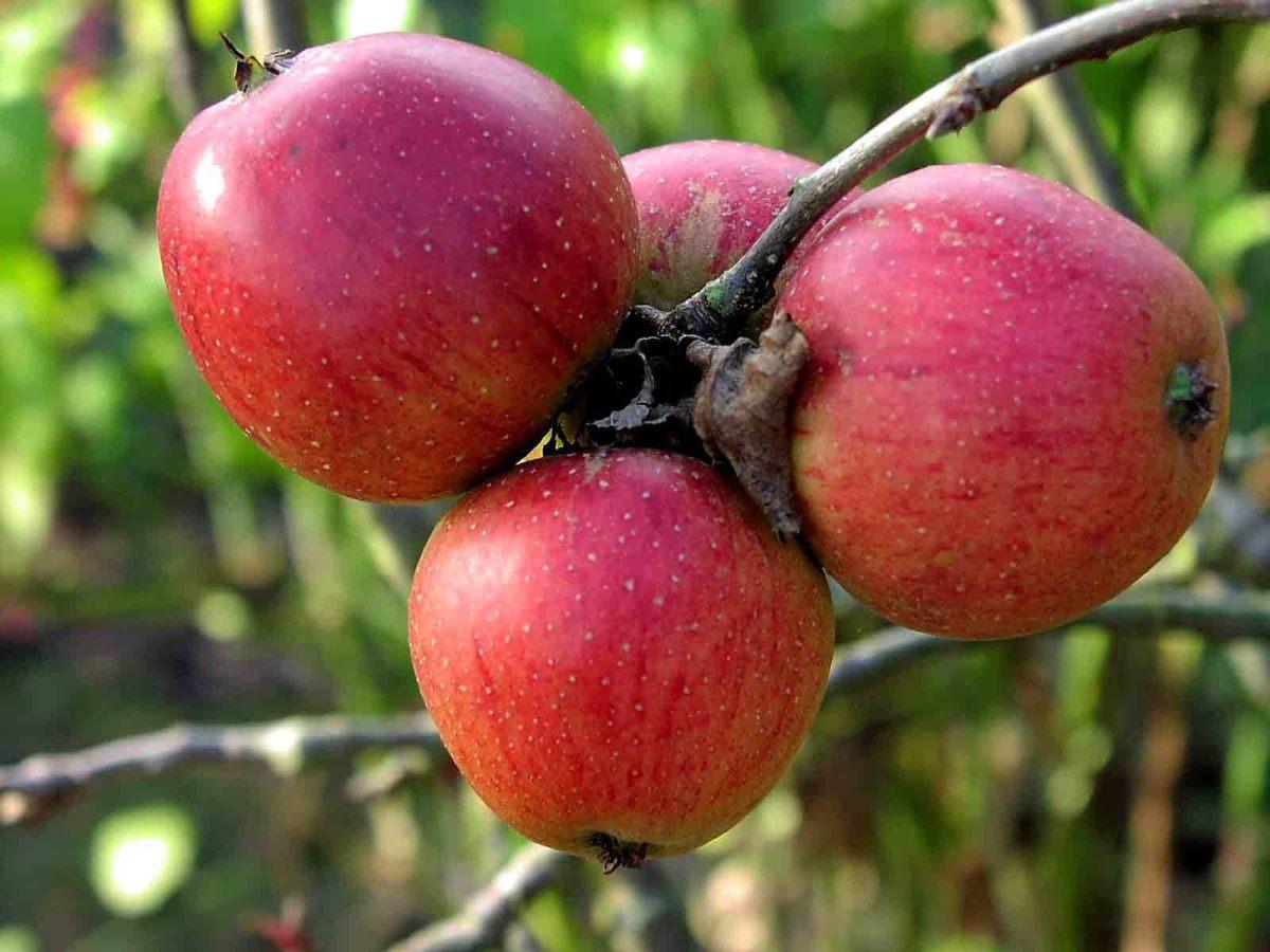 Сорта яблонь для черноземья с фото и описанием