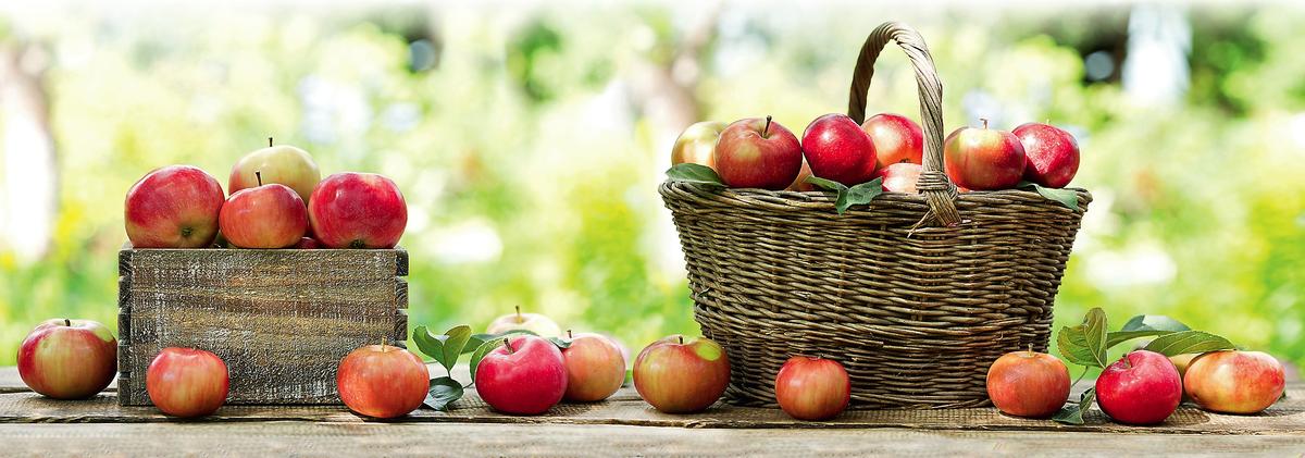Хорошие сорта яблок: посадка и уход