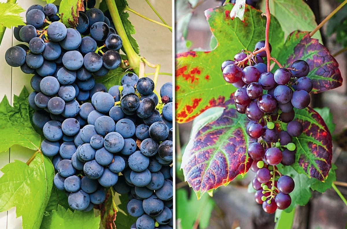 Сорта винограда выращиваемые в воронежской области