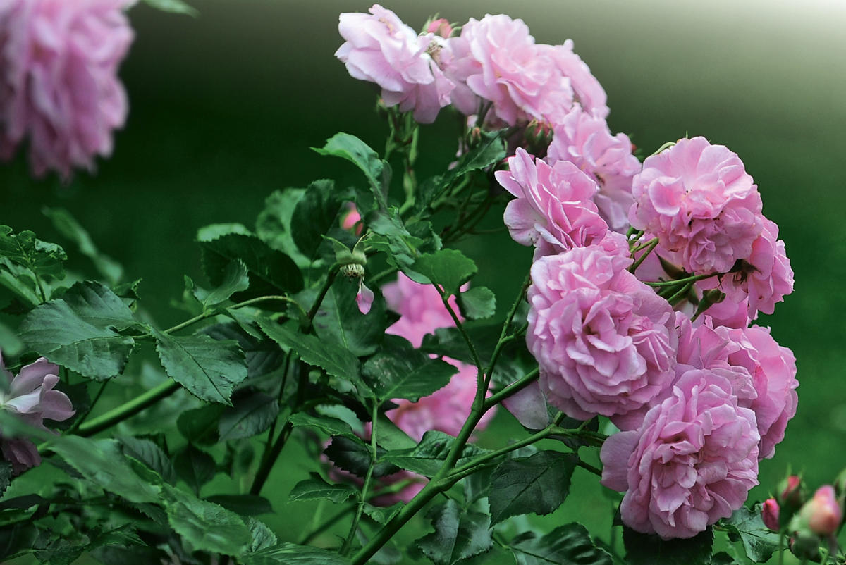 Мускусные розы в ландшафтном дизайне фото и описание
