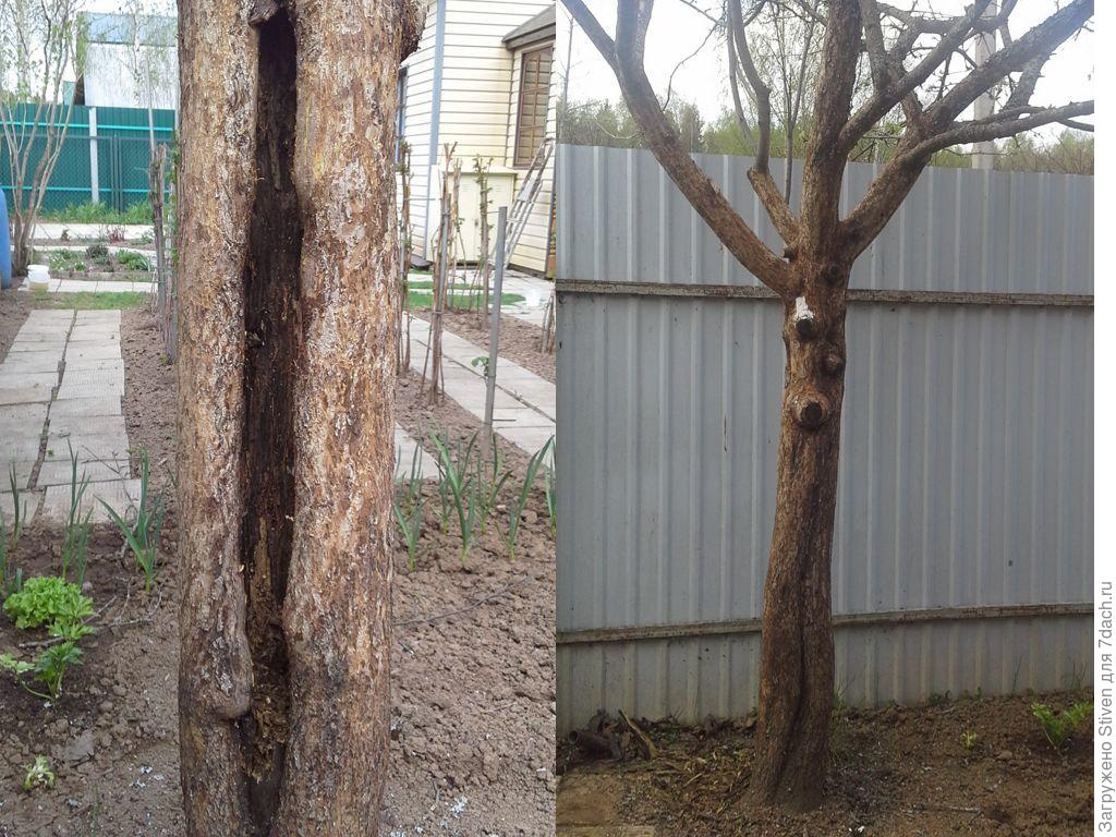 Расщепился ствол яблони. Расщепился ствол яблони. Спасаем яблоню с поврежденным стволом. Как спасти ствол яблони. Бороздование коры яблони.