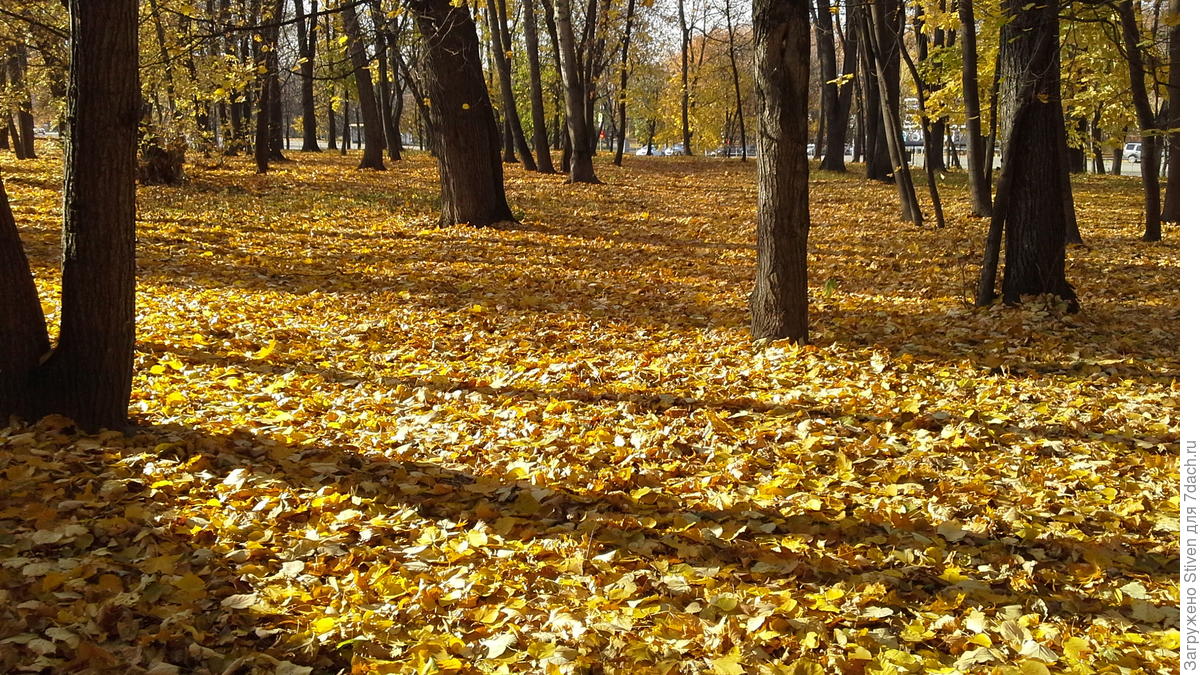 Осень видишь