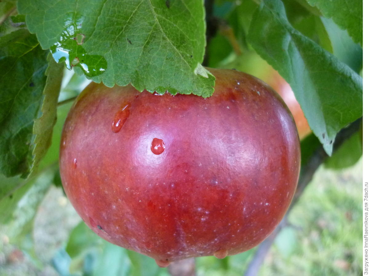Колоновидная яблоня малиновое ожерелье описание фото
