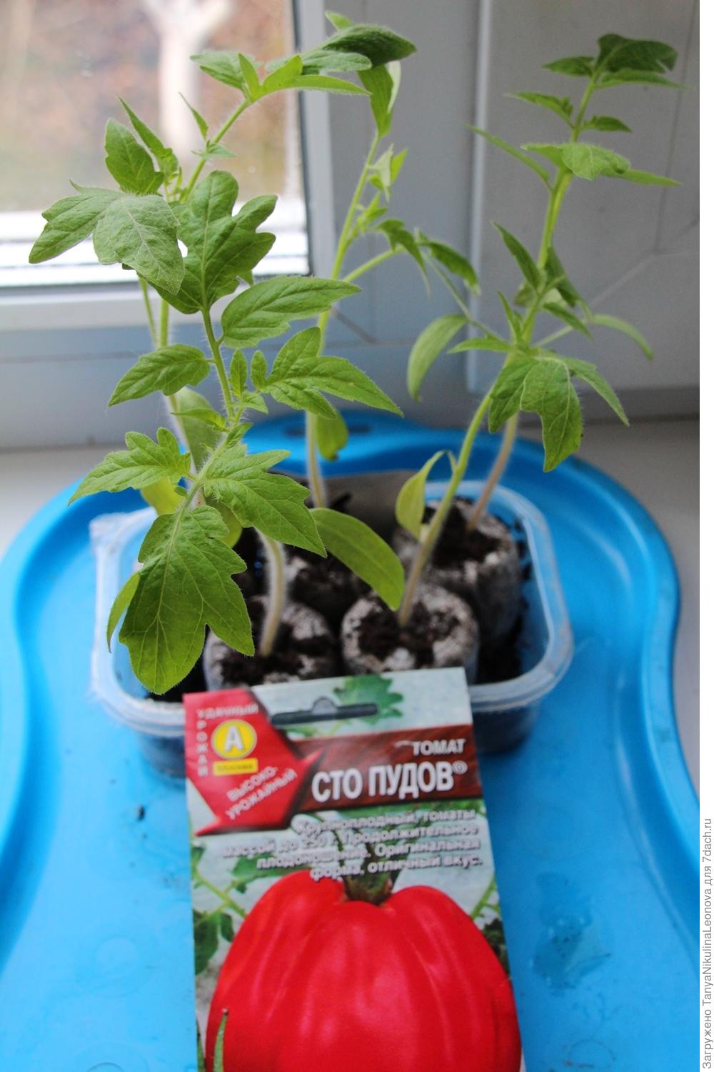 Посев томатов на рассаду СТО пудов