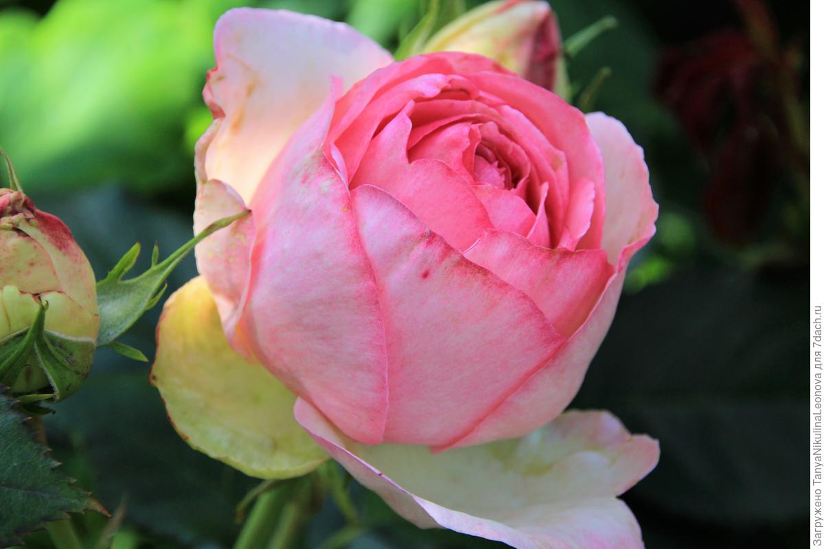 Роза пьер карден фото и описание