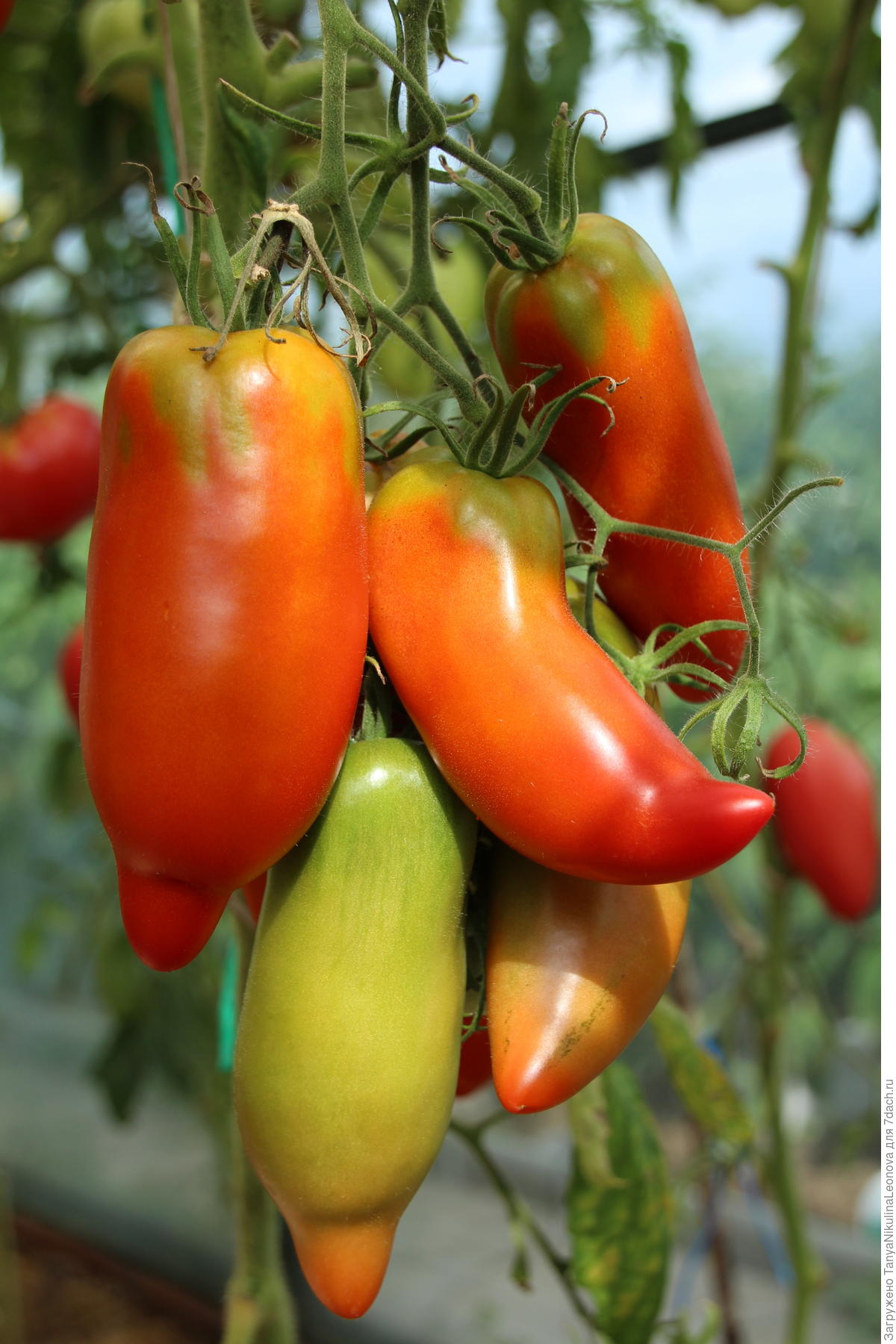 томат перцевидный полосатый описание сорта фото
