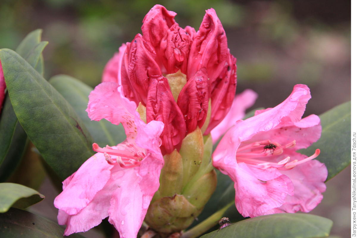 Рододендрон розеум элеганс описание сорта фото