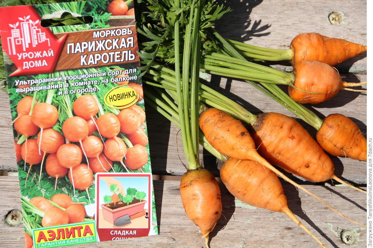 Что такое каротель. Парижская Каротель. Морковь Каротель сахарная. Морковь Парижская Каротель.