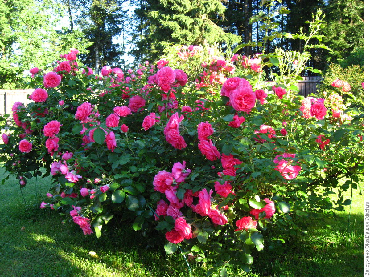 Роза Rosarium Uetersen (Розариум Ютерсен): характеристики, выращивание ...
