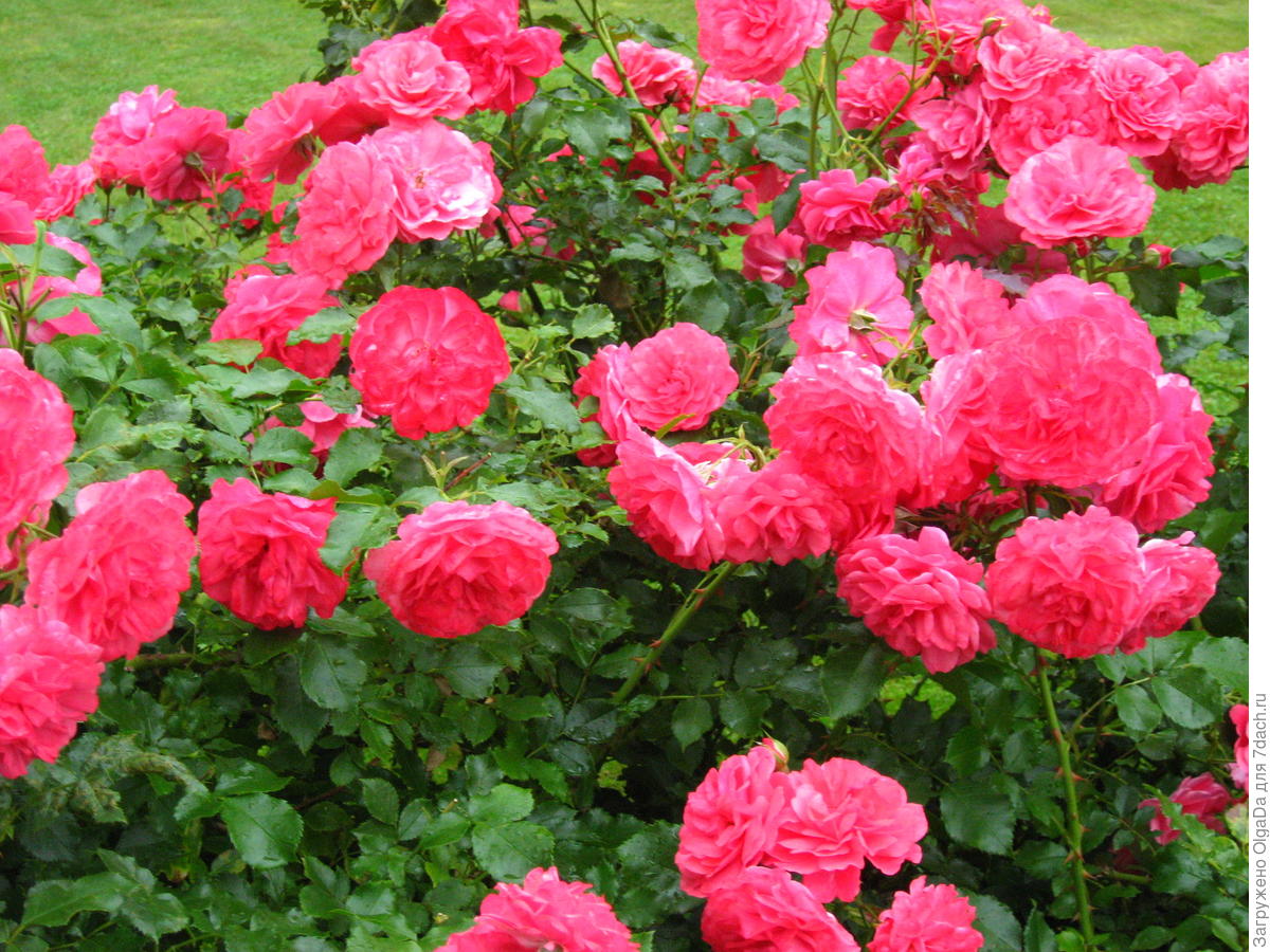 Роза Rosarium Uetersen (Розариум Ютерсен): характеристики, выращивание ...
