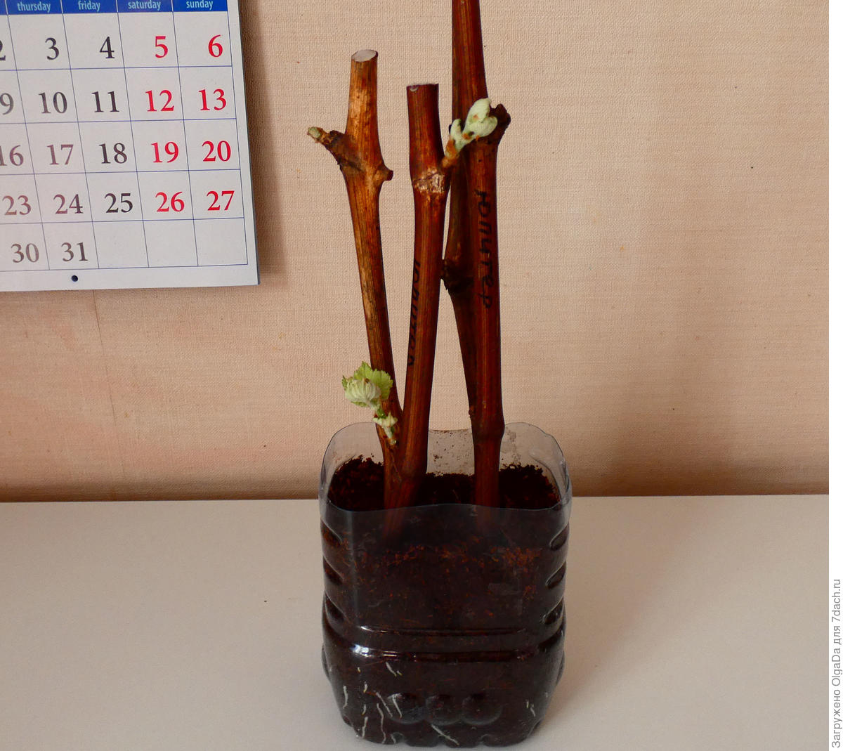 Укоренение черенков винограда на батарее отопления пошагово. Фото
