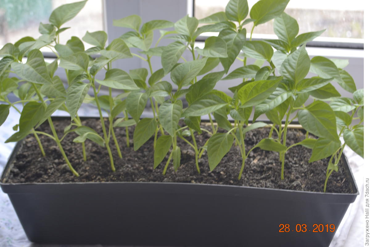 Подкормка рассады: основные правила и ошибки