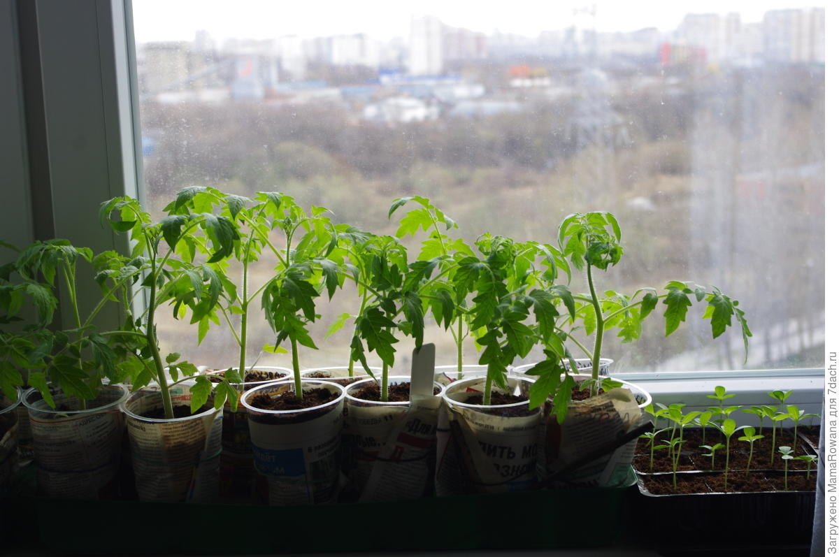 вытянутая рассада томатов. чтобы помидоры не вытягивались. чтобы помидоры не вытягивались. если рассада томатов вытянулась. помидоры рассада тянутся.