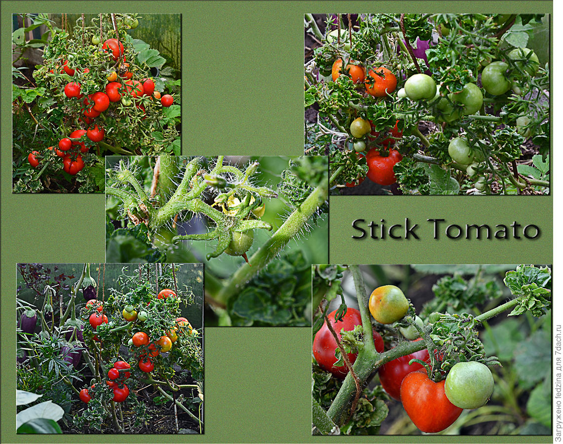 Кудряволистный помидор