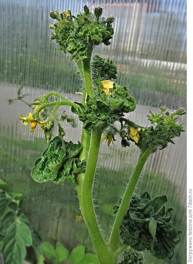 Кудряволистный помидор