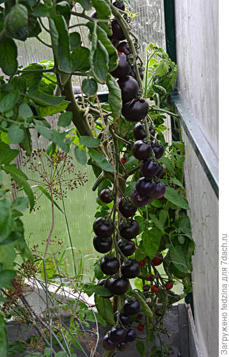 Черная гроздь томат описание и фото