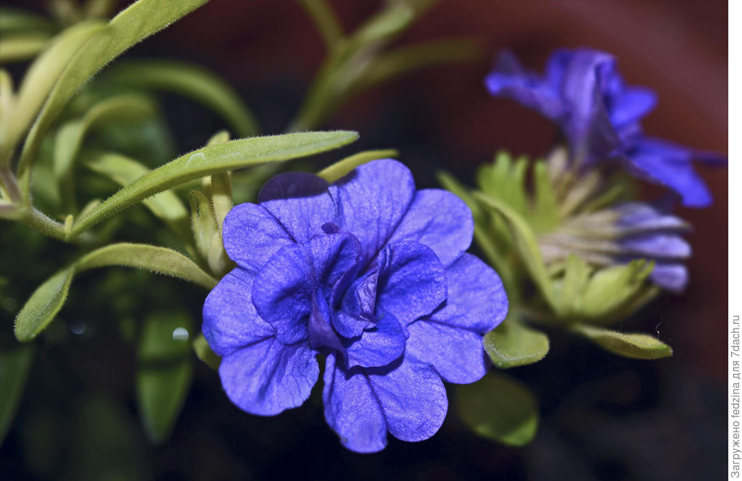калибрахоа calita deep yellow фото. калибрахоа дабл блу. калибрахоа дабл блю. калибрахоа calita double red. калибрахоа калита дабл блю.